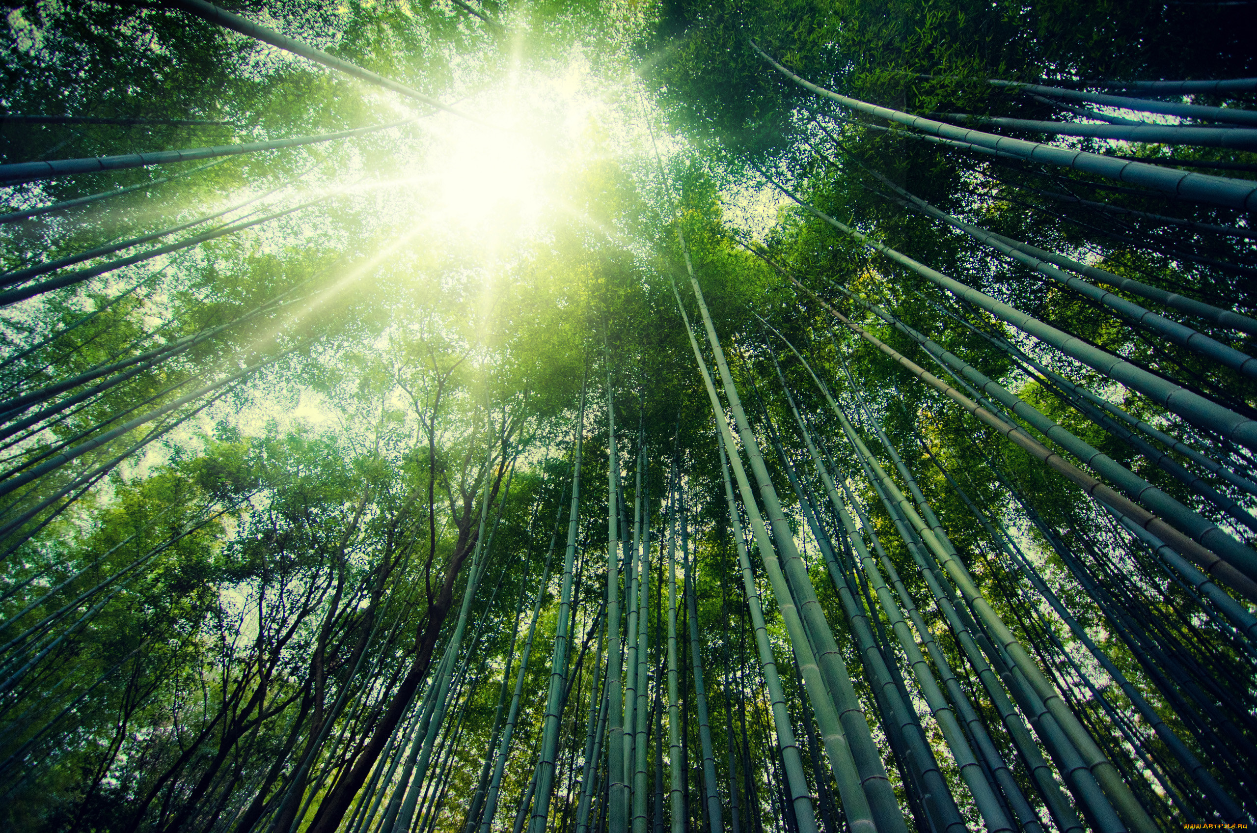 , , arashiyama, kyoto, japan